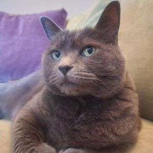 Meet your Posher, Adam